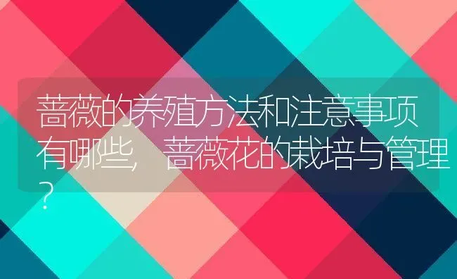 蔷薇的养殖方法和注意事项有哪些,蔷薇花的栽培与管理？ | 养殖科普