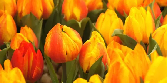 郁金香有毒吗,郁金香有毒吗：花朵有毒碱？