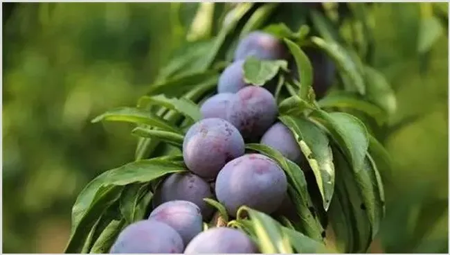 脆红李种植技术学习下 | 实用知识