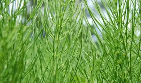 问荆草就是节节草吗 | 农广天地