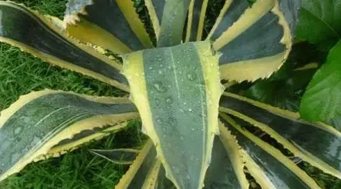 金边龙舌兰能治风湿吗,10种野生药用植物的名称（珍贵一点的）？