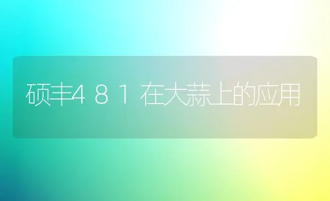 硕丰481在大蒜上的应用 | 养殖知识