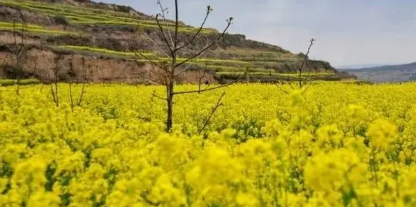 油菜缺硼的症状、判断方法及预防措施 | 生活常识