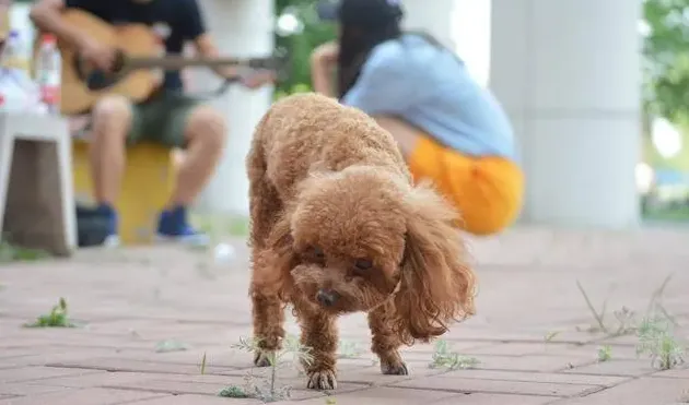 泰迪能吃西红柿吗,狗狗能吃圣女果吗？