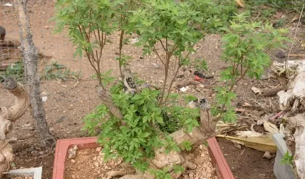 牡荆和黄荆的区别 | 农广天地