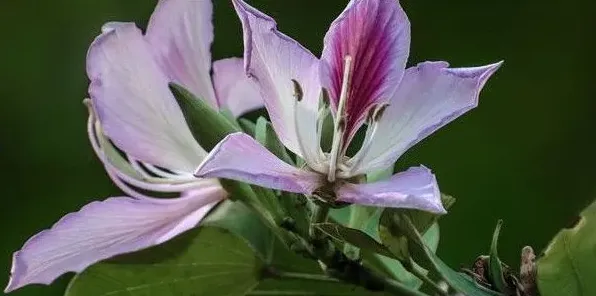 紫荆种植什么时候剪枝 | 常识大全