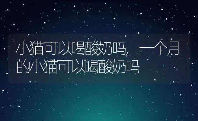 小猫可以喝酸奶吗,一个月的小猫可以喝酸奶吗 | 养殖科普