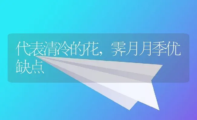 代表清冷的花,霁月月季优缺点 | 养殖学堂