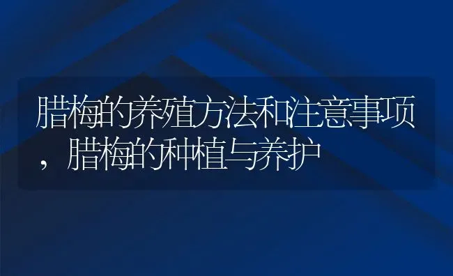 腊梅的养殖方法和注意事项,腊梅的种植与养护 | 养殖学堂