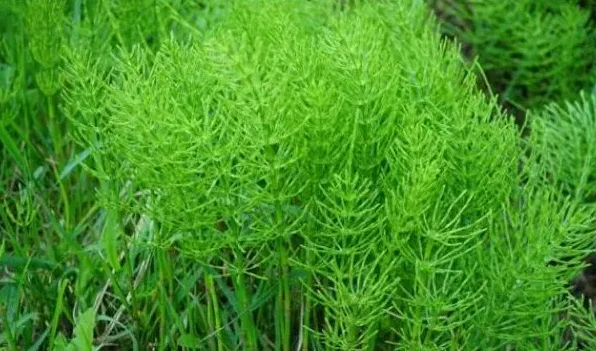 问荆草就是节节草吗 | 农广天地