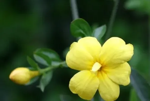 春天都有什么花开放,春天夏天,秋天,冬天有什么花开？
