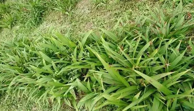白芨种子育苗方法,白芨种子育苗方法？