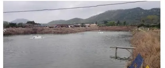 技术讲解:泥鳅鱼苗气泡病死亡一例 | 生活常识