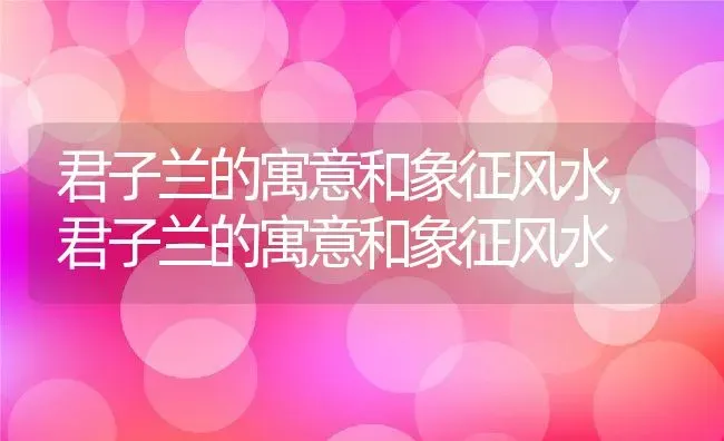 君子兰的寓意和象征风水,君子兰的寓意和象征风水 | 养殖科普