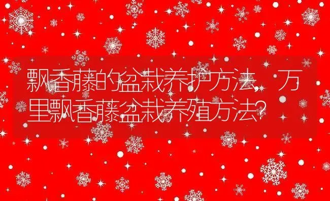 飘香藤的盆栽养护方法,万里飘香藤盆栽养殖方法？ | 养殖科普