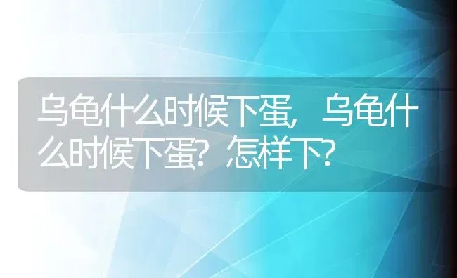 乌龟什么时候下蛋,乌龟什么时候下蛋?怎样下? | 养殖资料