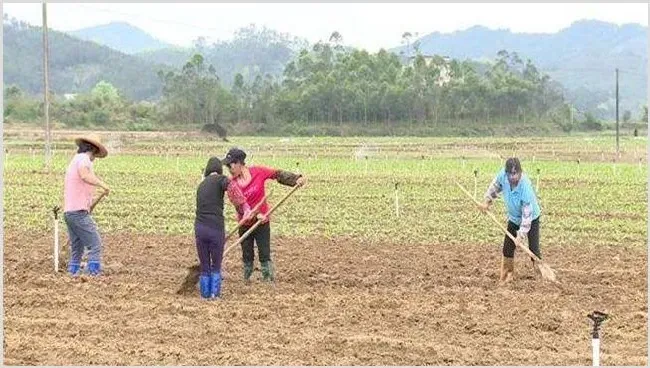 菜心施肥方法及注意事项 | 农广天地