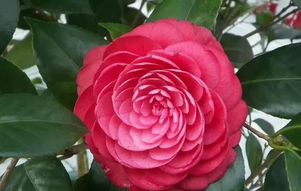 茶花好养吗,七巧茶花好养吗？