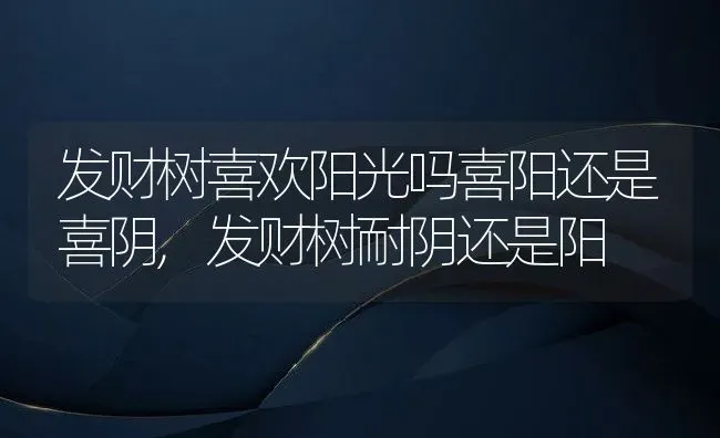 发财树喜欢阳光吗喜阳还是喜阴,发财树耐阴还是阳 | 养殖学堂