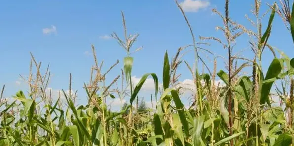 提高玉米产量需要掌握的种植技巧有哪些？ | 妙招大全