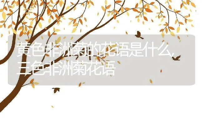 黄色非洲菊的花语是什么,三色非洲菊花语 | 养殖学堂