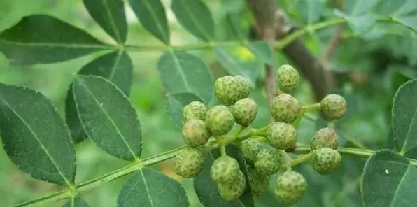 十一月份可种花椒树吗？都有哪些管理要点？ | 生活妙招