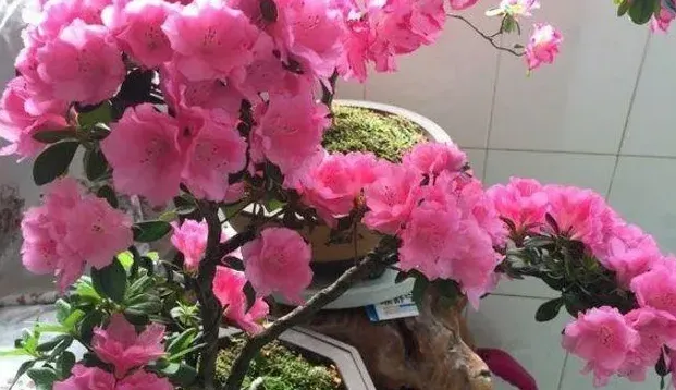 杜鹃花开完花后怎样修剪,杜鹃花花落后又长出新芽怎样剪枝？