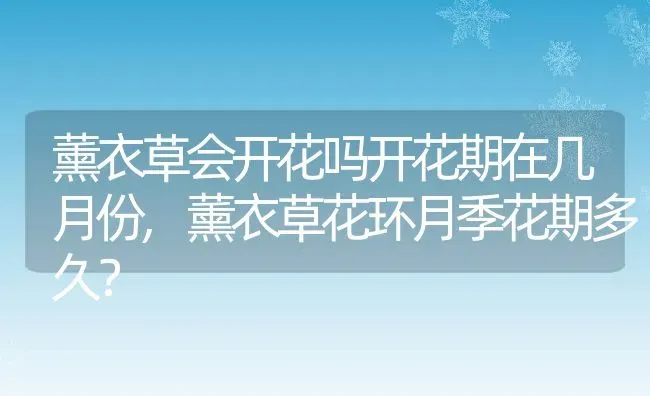 薰衣草会开花吗开花期在几月份,薰衣草花环月季花期多久？ | 养殖科普