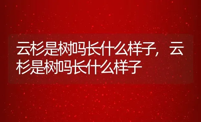 云杉是树吗长什么样子,云杉是树吗长什么样子 | 养殖科普