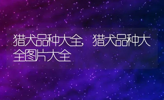 猎犬品种大全,猎犬品种大全图片大全 | 养殖科普