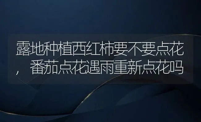 露地种植西红柿要不要点花,番茄点花遇雨重新点花吗 | 养殖学堂