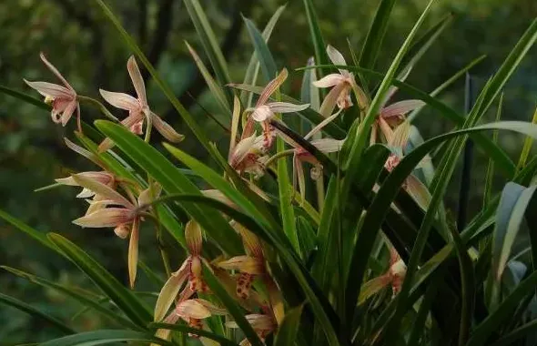 什么品种的兰花香味最浓郁,建兰最香的兰花排行榜？