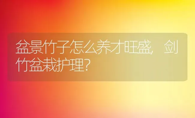 盆景竹子怎么养才旺盛,剑竹盆栽护理？ | 养殖科普