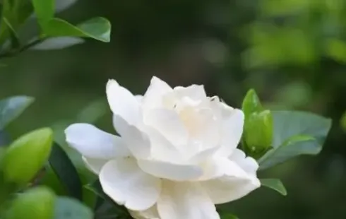 春天都有什么花开放,春天夏天,秋天,冬天有什么花开？