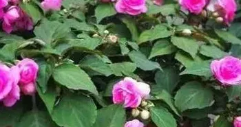 凤仙花第二年还能活吗,凤仙开完花还能活吗？