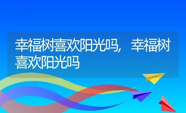 幸福树喜欢阳光吗,幸福树喜欢阳光吗 | 养殖科普