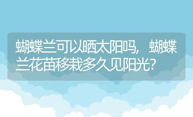 蝴蝶兰可以晒太阳吗,蝴蝶兰花苗移栽多久见阳光？ | 养殖科普