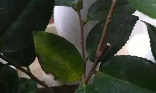 茶花叶子发黄怎么办,茶花新叶子发黄怎么回事？