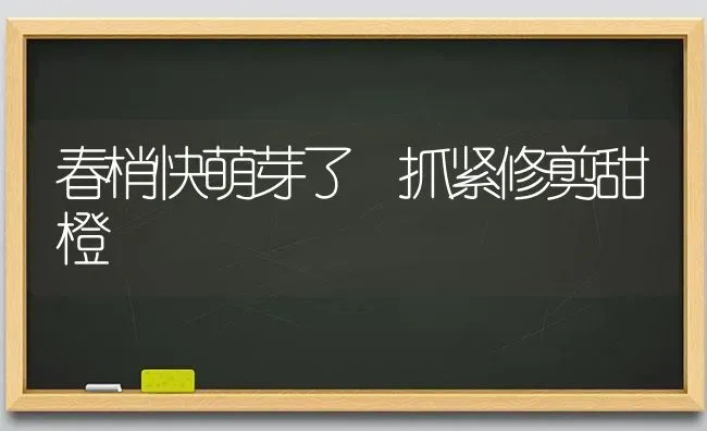 春梢快萌芽了 抓紧修剪甜橙 | 养殖知识