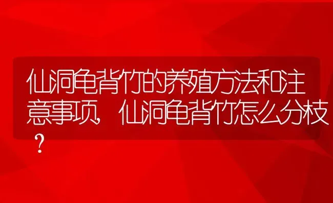 仙洞龟背竹的养殖方法和注意事项,仙洞龟背竹怎么分枝？ | 养殖科普