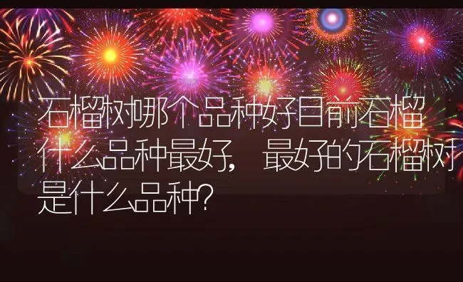 石榴树哪个品种好目前石榴什么品种最好,最好的石榴树是什么品种？ | 养殖科普