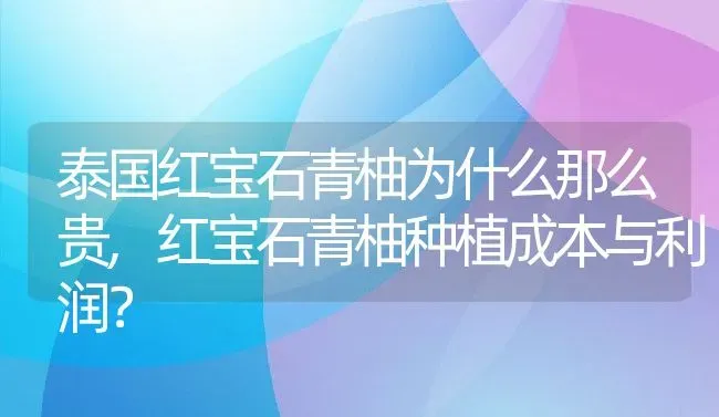 泰国红宝石青柚为什么那么贵,红宝石青柚种植成本与利润？ | 养殖科普