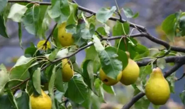 香水梨和南果梨区别 | 生活妙招