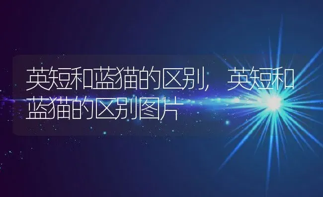 英短和蓝猫的区别,英短和蓝猫的区别图片 | 养殖资料