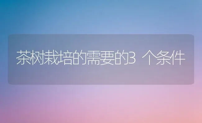 茶树栽培的需要的3个条件 | 养殖知识