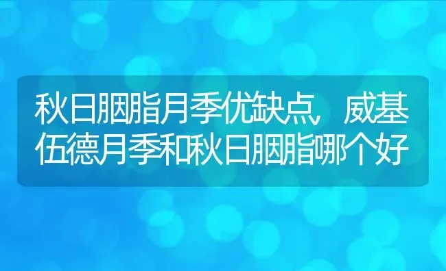 秋日胭脂月季优缺点,威基伍德月季和秋日胭脂哪个好 | 养殖学堂