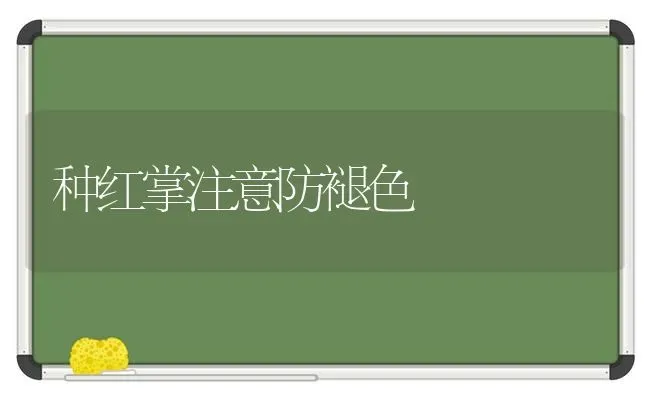 种红掌注意防褪色 | 养殖知识
