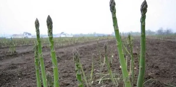 高产芦笋需要掌握的种植技术有哪些？ | 三农知识