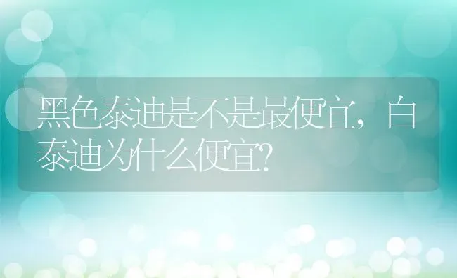 黑色泰迪是不是最便宜,白泰迪为什么便宜？ | 养殖学堂