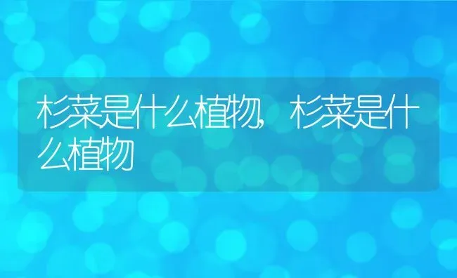 杉菜是什么植物,杉菜是什么植物 | 养殖科普